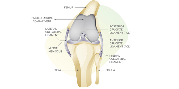 Diagram of knee joint 